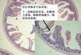 mg冰球突破豪华版(试玩)官方网站